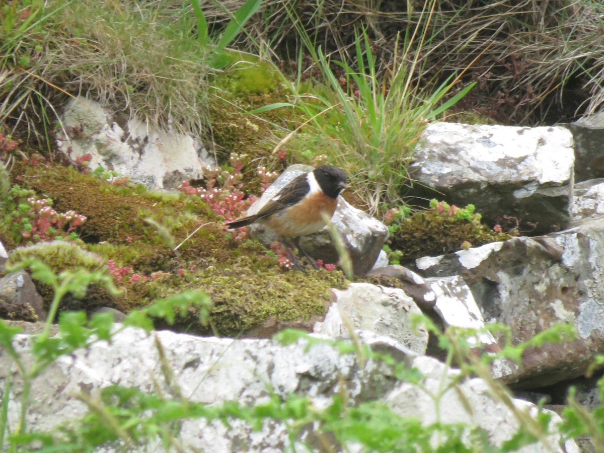 European Stonechat - ML620498140