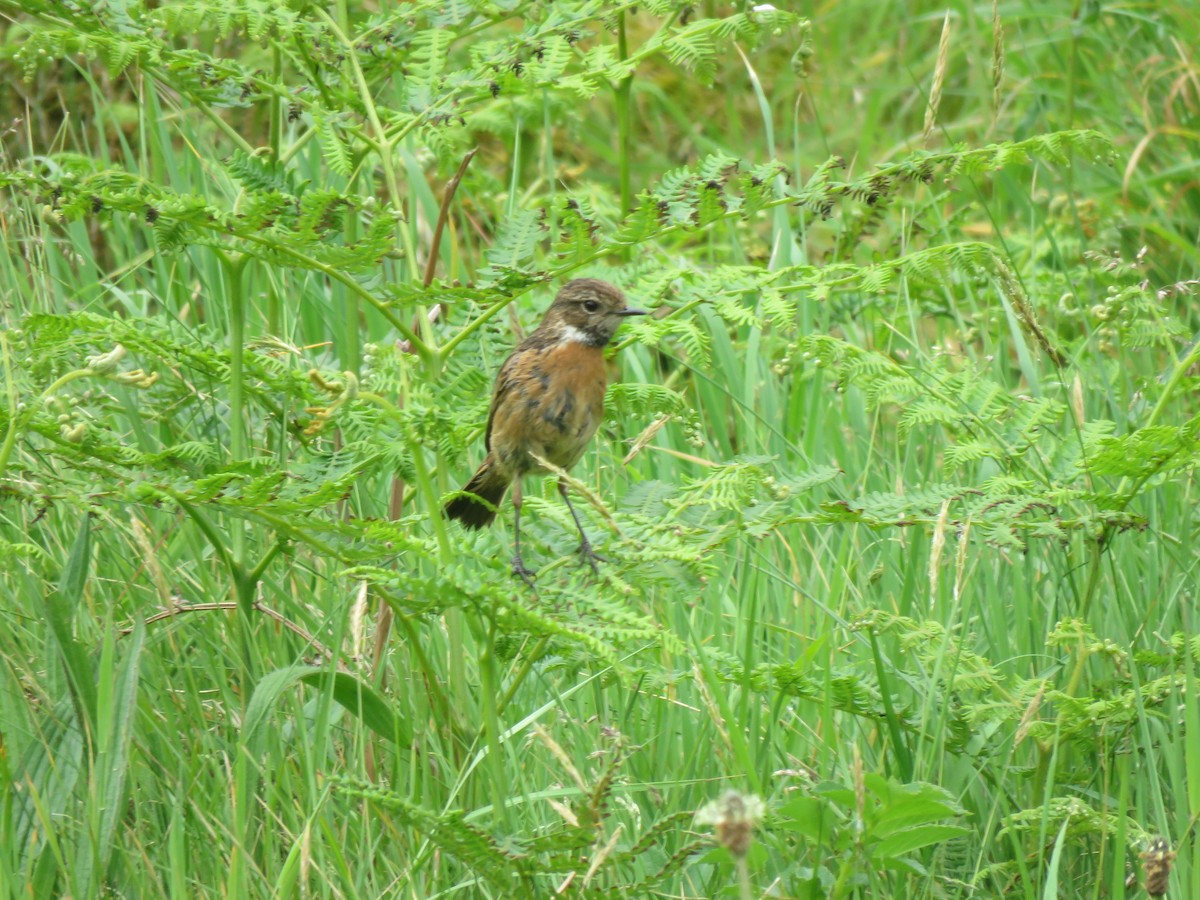 European Stonechat - ML620498141