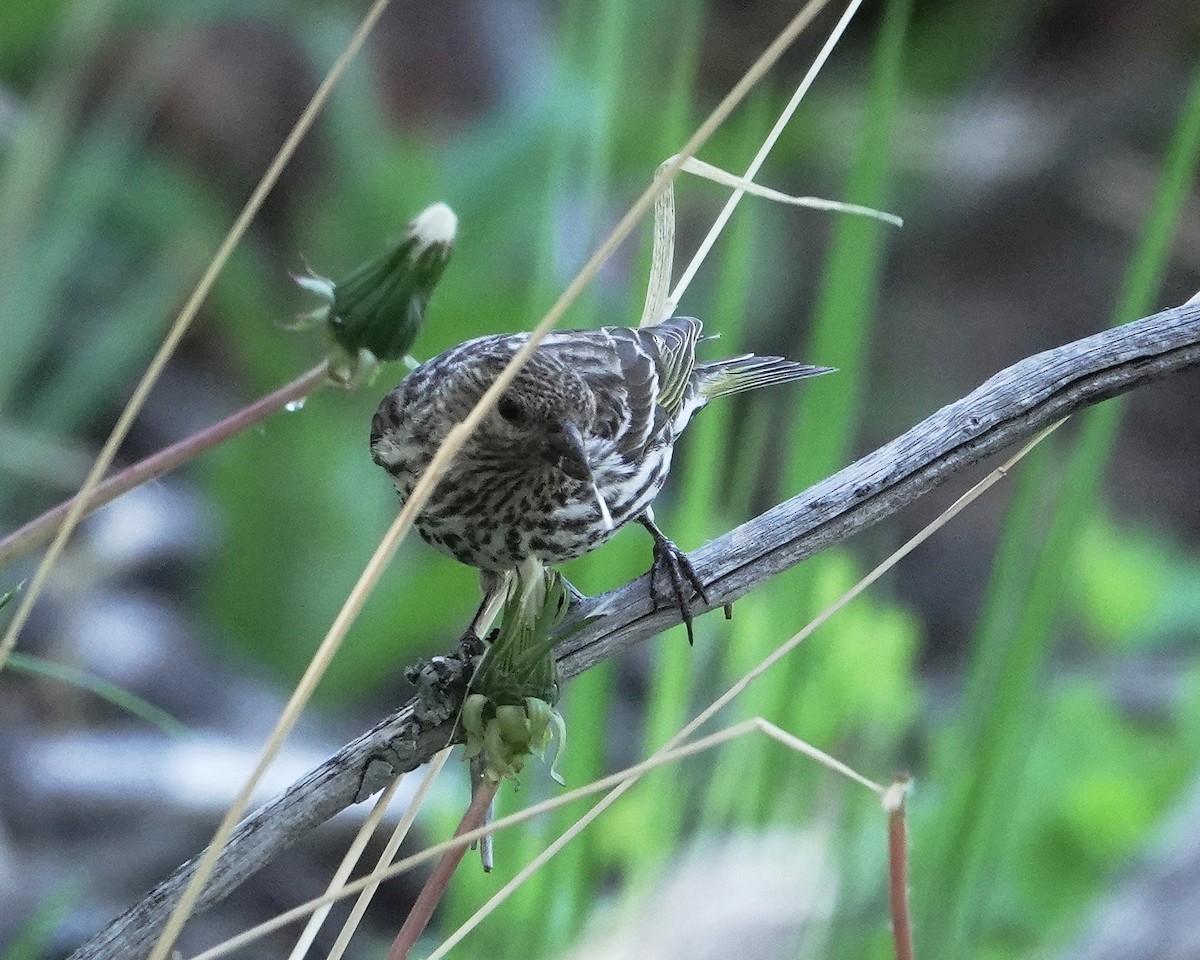 Pine Siskin - Gary Martindale