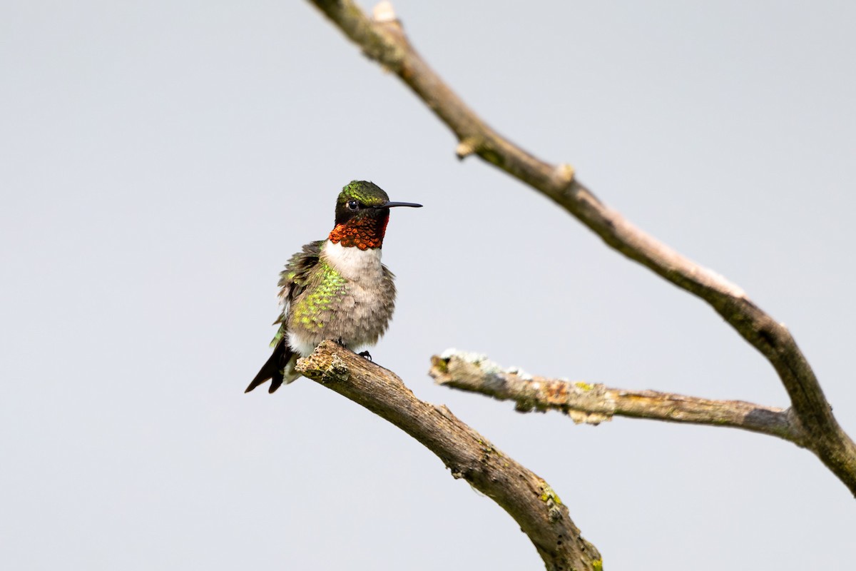 Ruby-throated Hummingbird - ML620498143