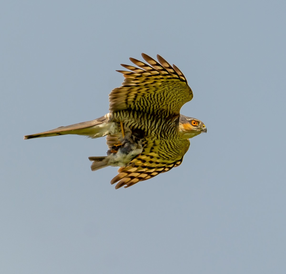 Eurasian Sparrowhawk - Boris Okanović