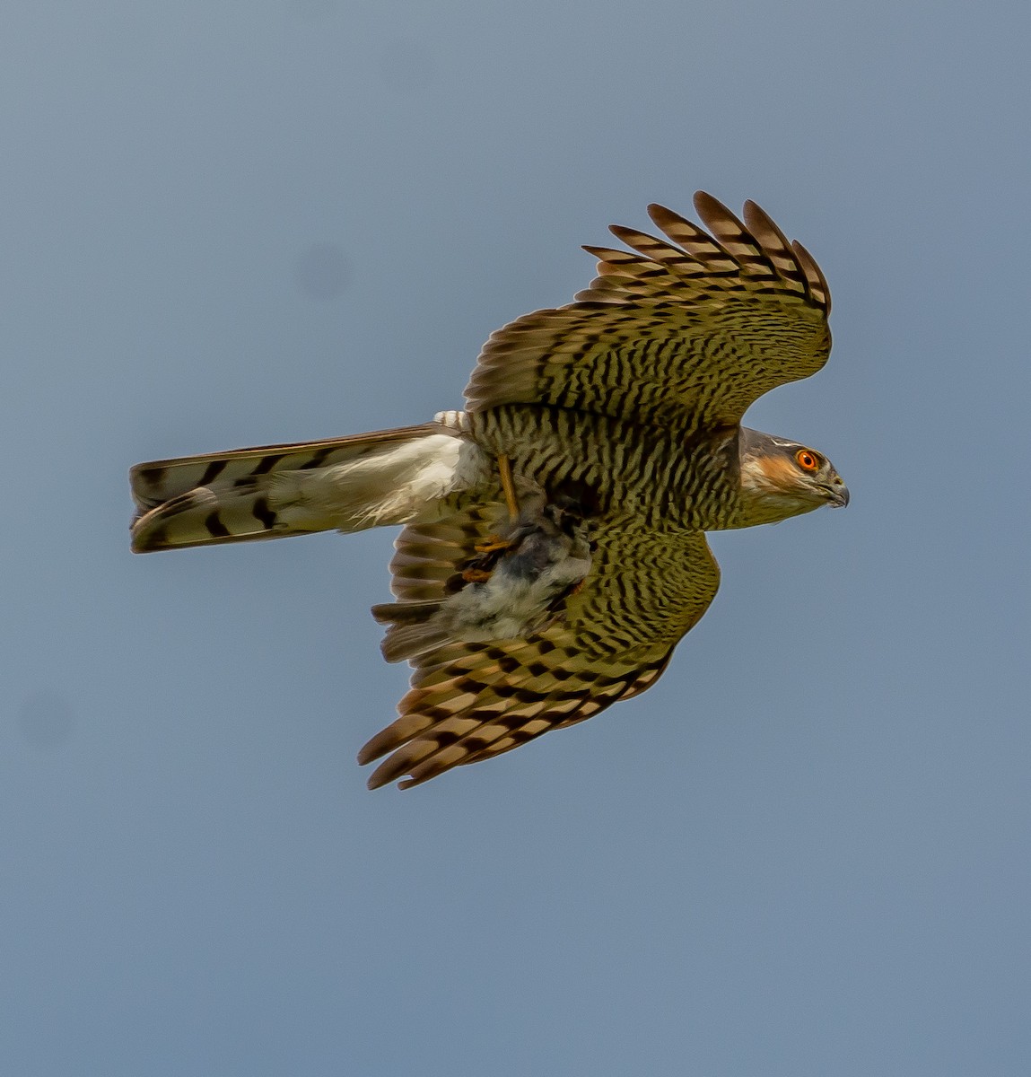 Eurasian Sparrowhawk - ML620498147