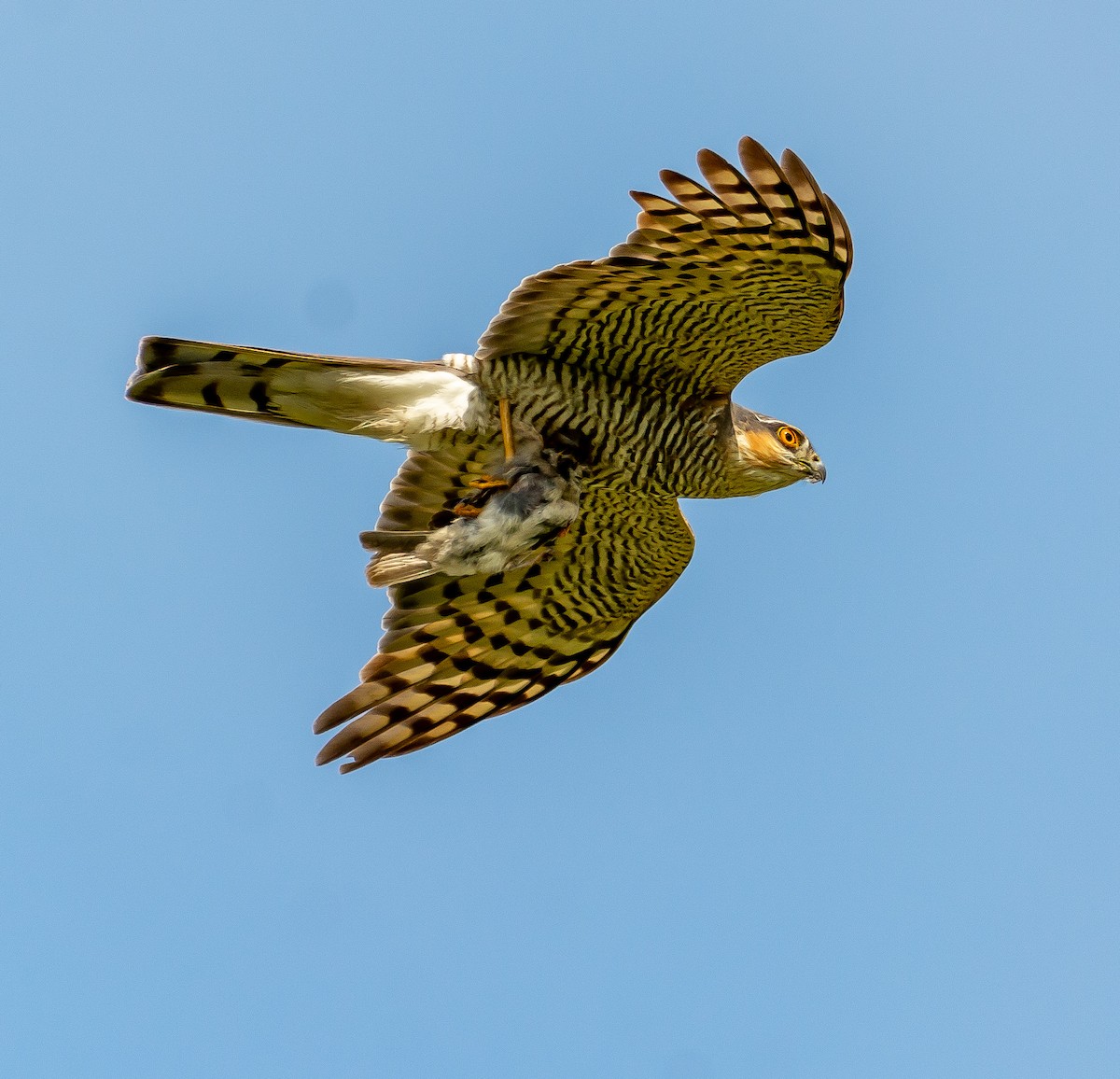 Eurasian Sparrowhawk - ML620498148