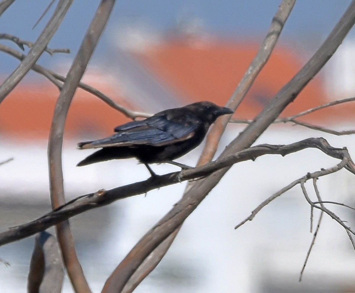 Carrion Crow - ML620498150