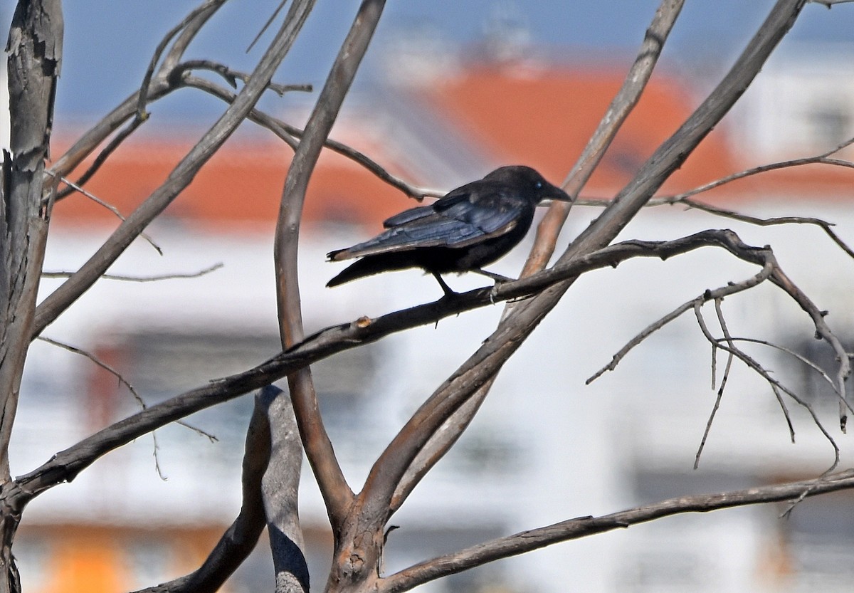 Carrion Crow - ML620498151