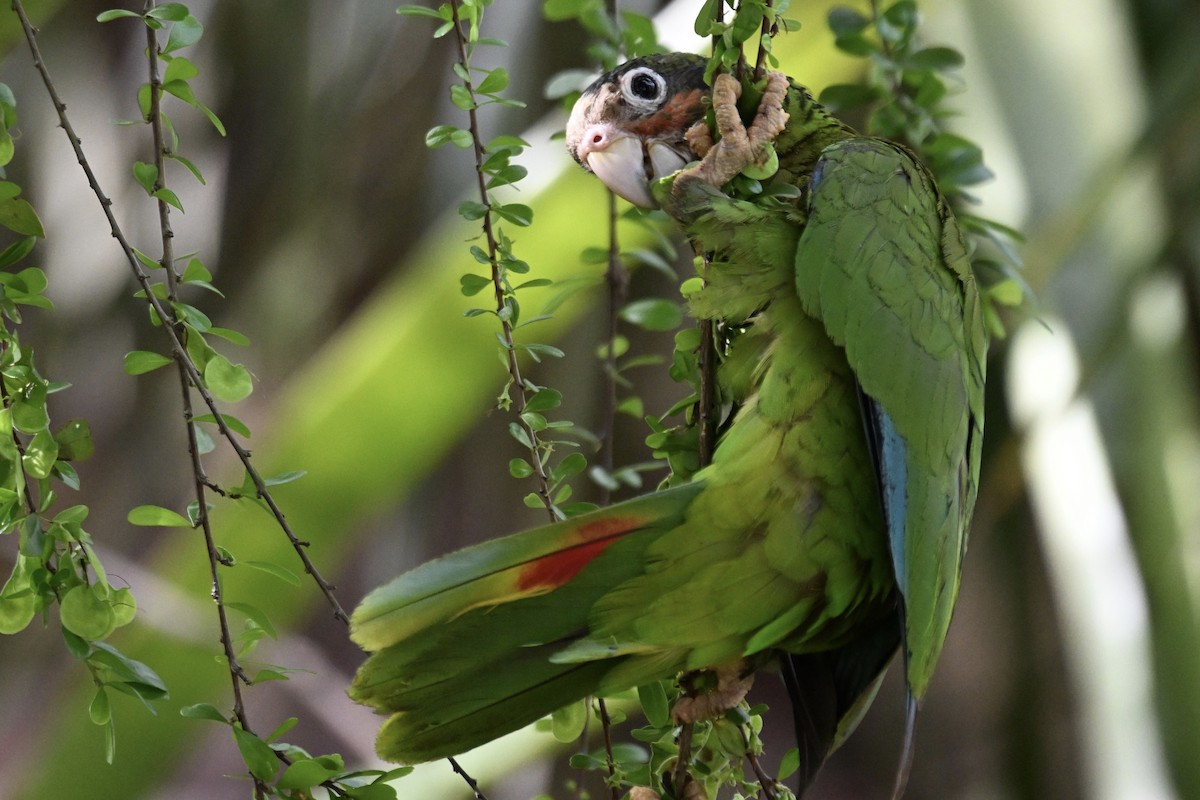 Cuban Parrot (Cayman Is.) - ML620498153