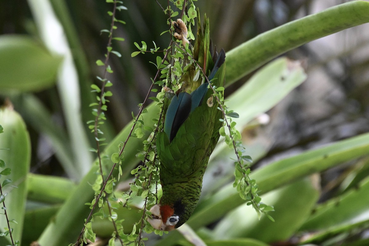 サクラボウシインコ（caymanensis／hesterna） - ML620498154