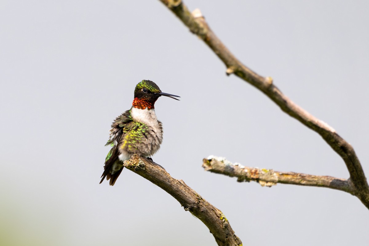 Ruby-throated Hummingbird - ML620498155