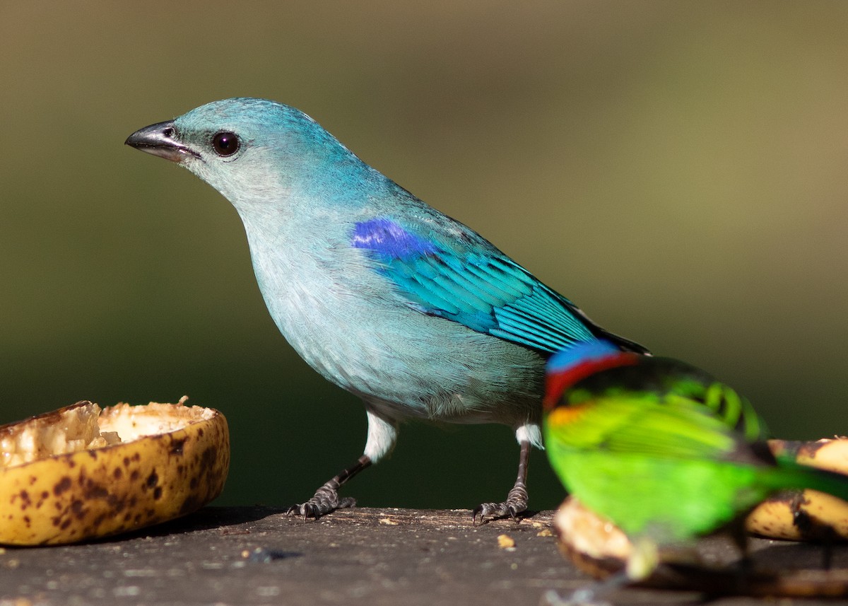 Azure-shouldered Tanager - ML620498157