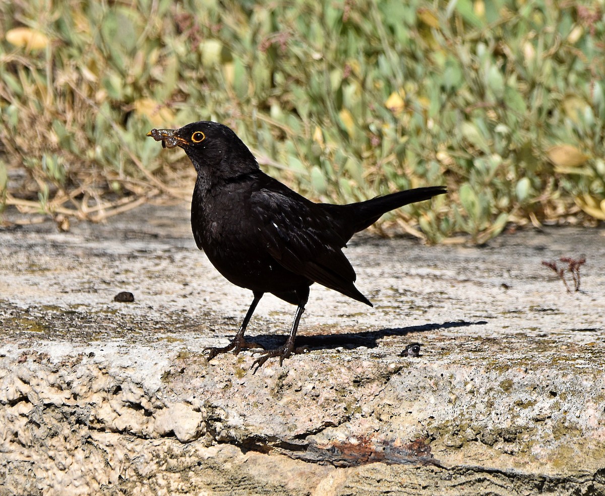 Eurasian Blackbird - Joao Freitas