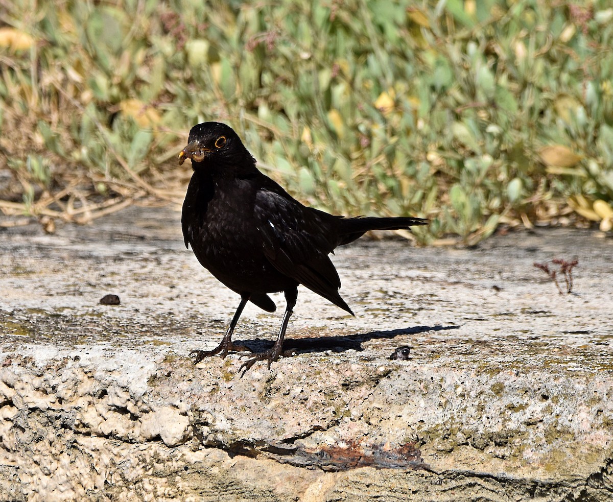 Eurasian Blackbird - ML620498164