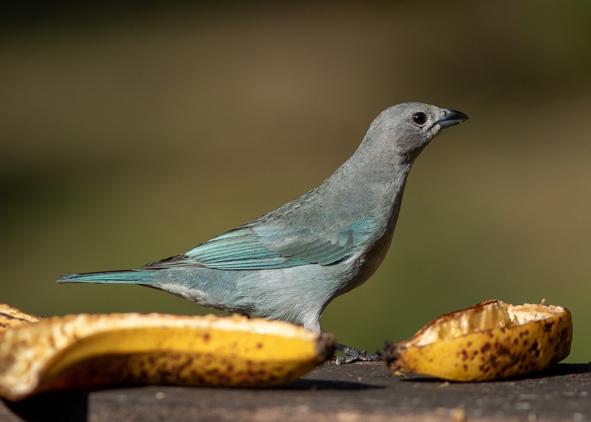 Sayaca Tanager - ML620498169