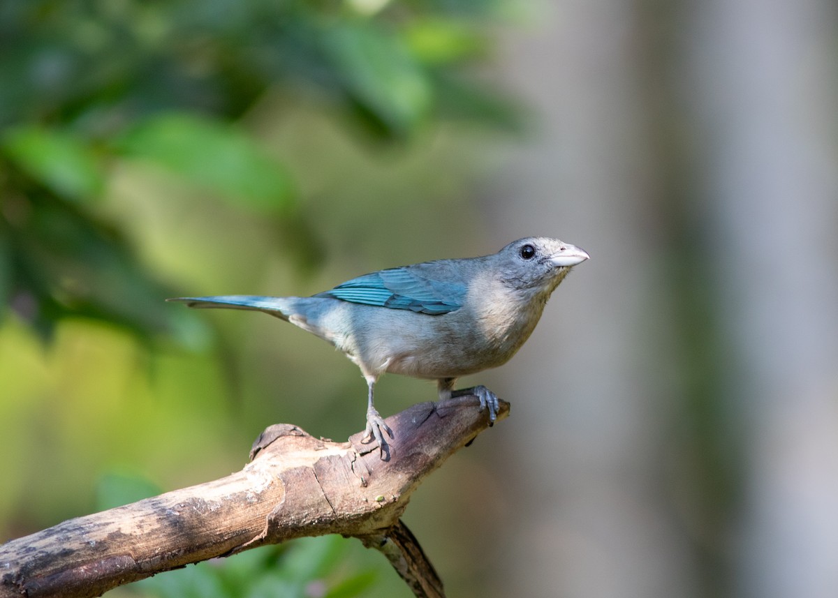 Sayaca Tanager - ML620498170