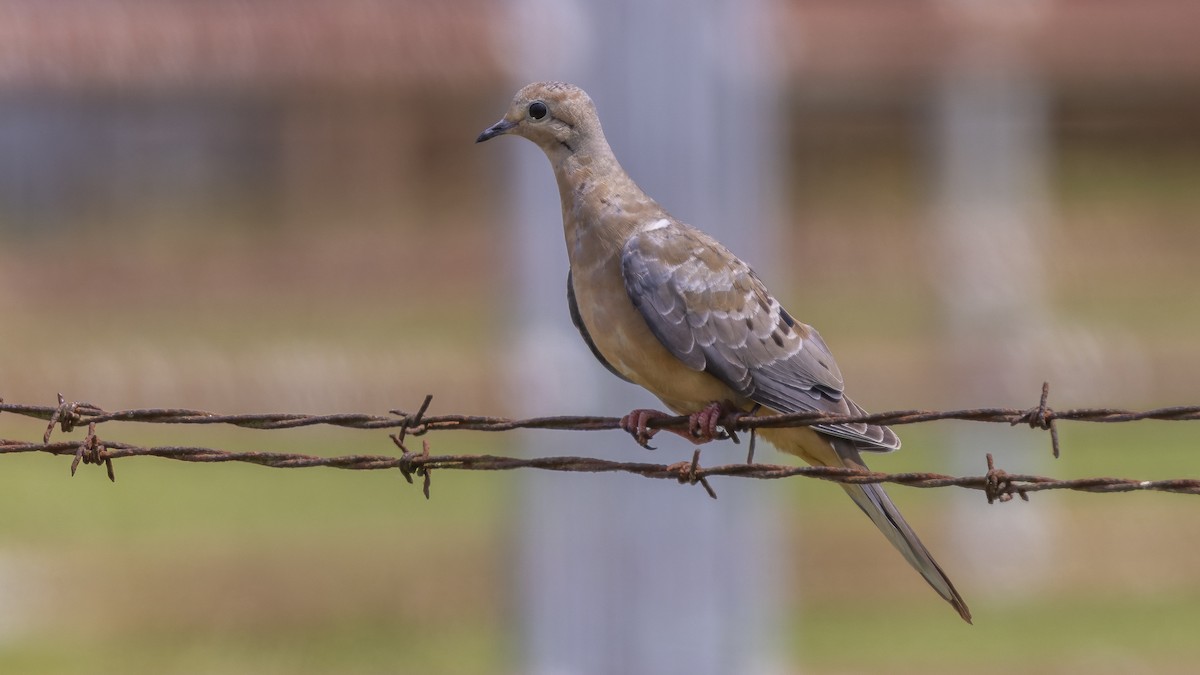 Mourning Dove - ML620498171