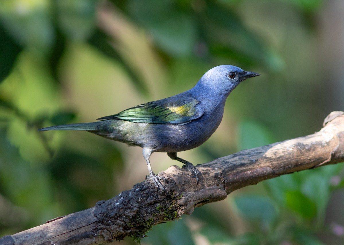 Golden-chevroned Tanager - ML620498173