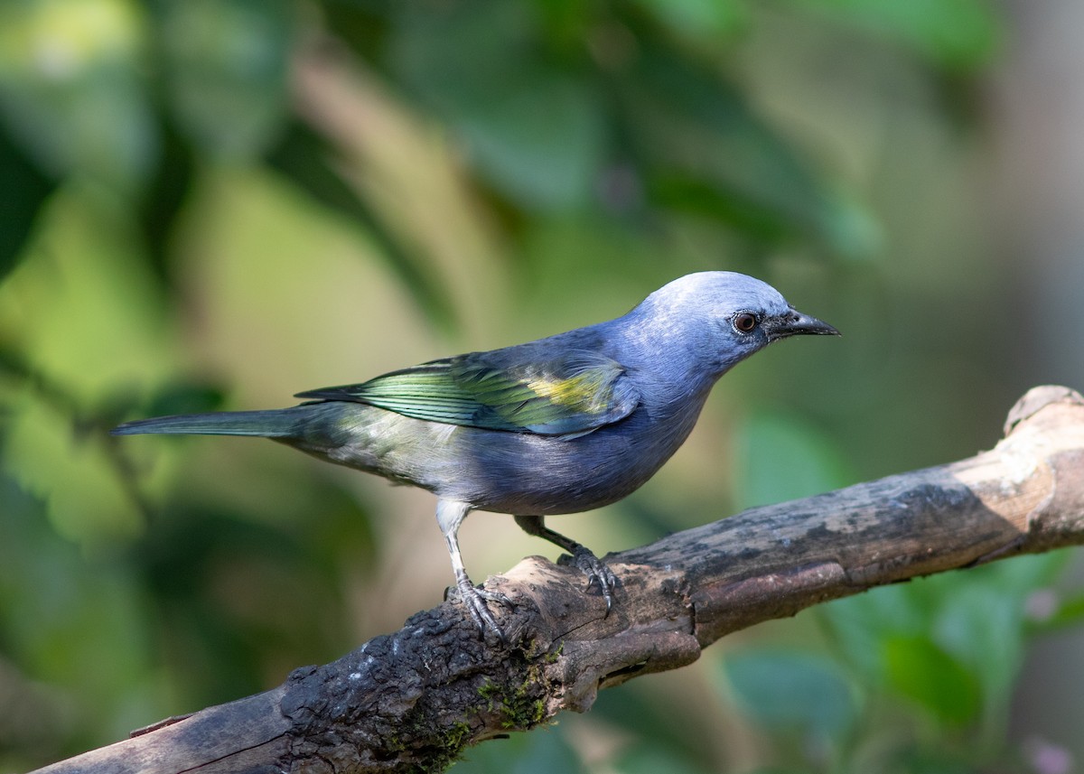 Golden-chevroned Tanager - ML620498174