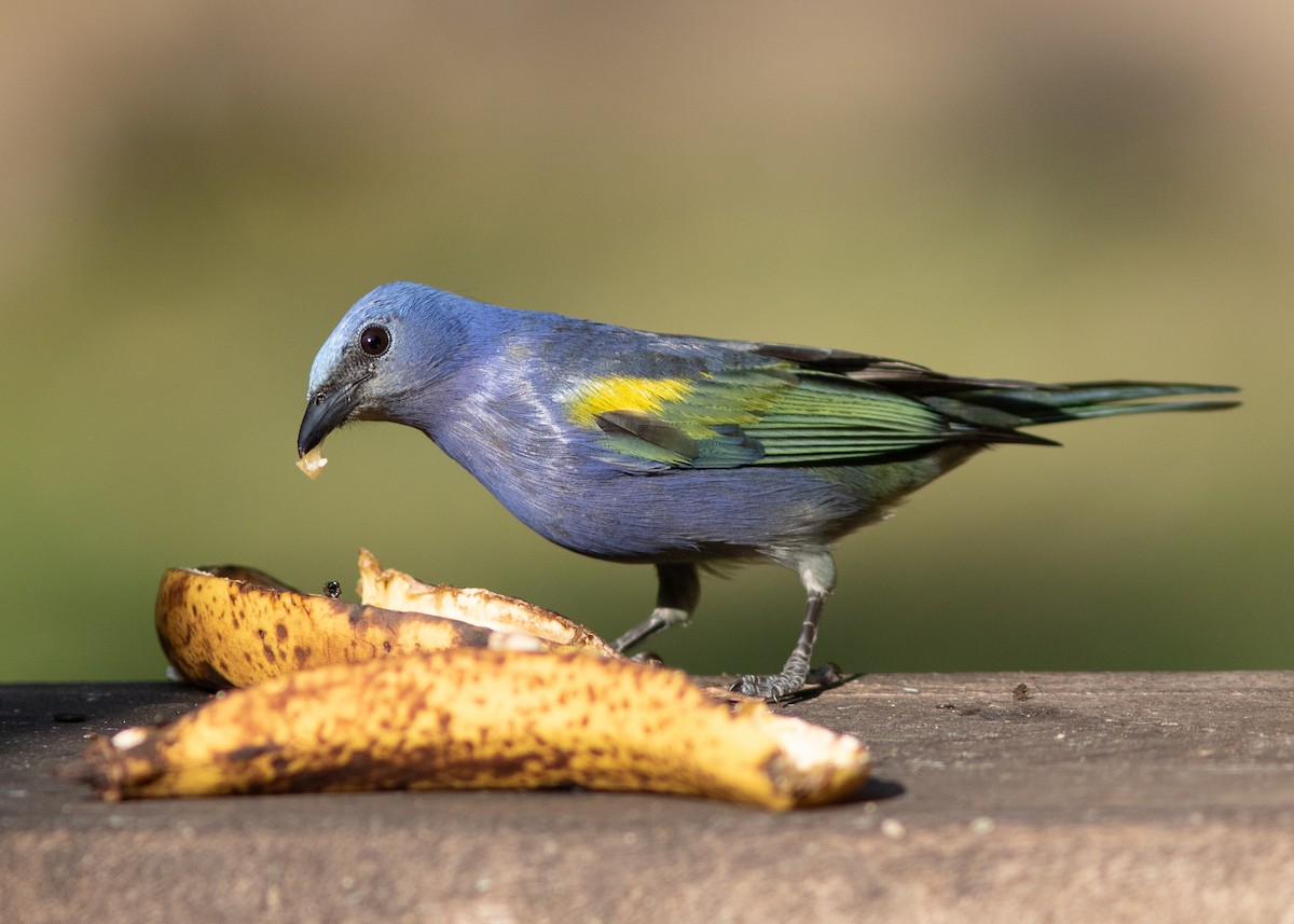 Golden-chevroned Tanager - Silvia Faustino Linhares