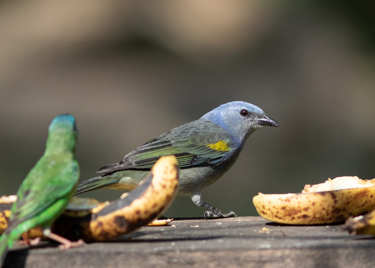 Golden-chevroned Tanager - ML620498176