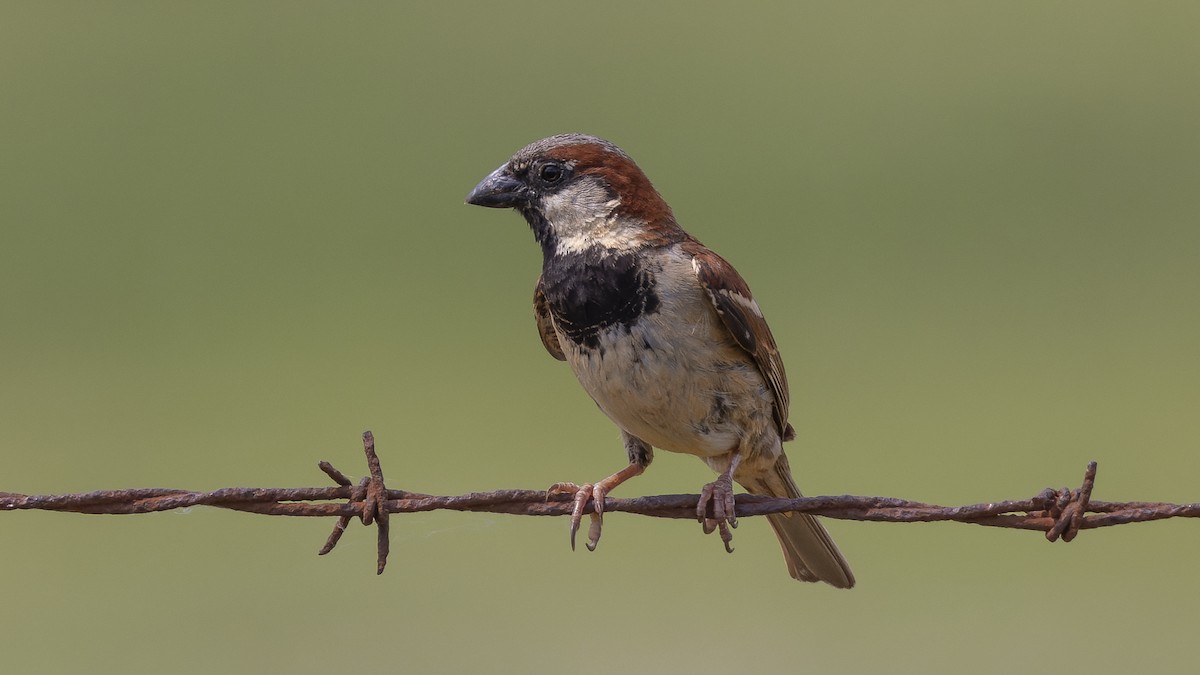 House Sparrow - ML620498182