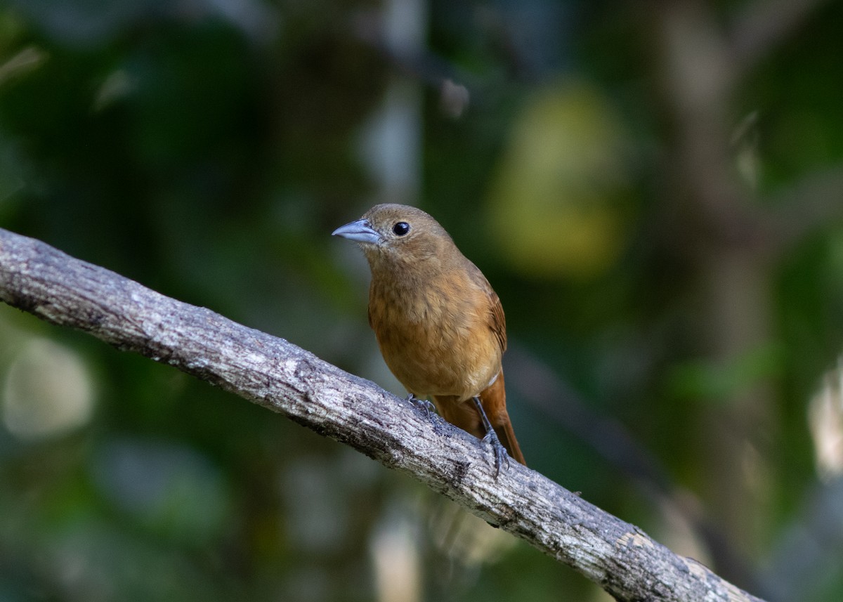 Ruby-crowned Tanager - ML620498189