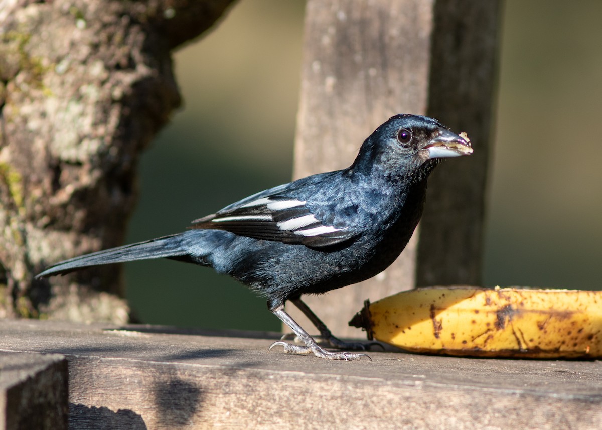 Ruby-crowned Tanager - ML620498190