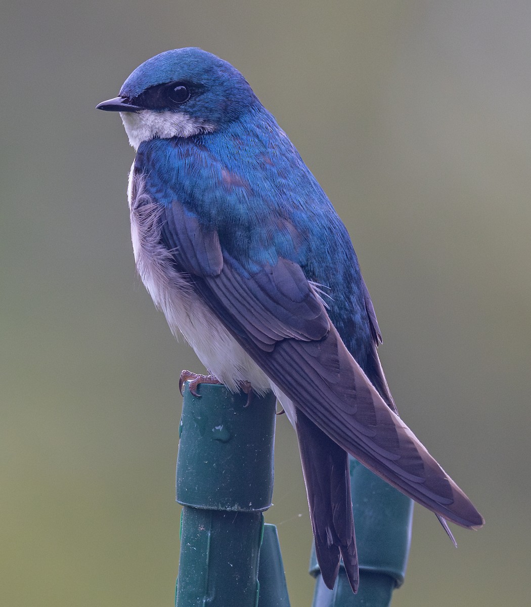 Tree Swallow - ML620498196