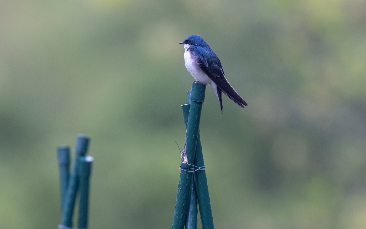 Tree Swallow - ML620498198