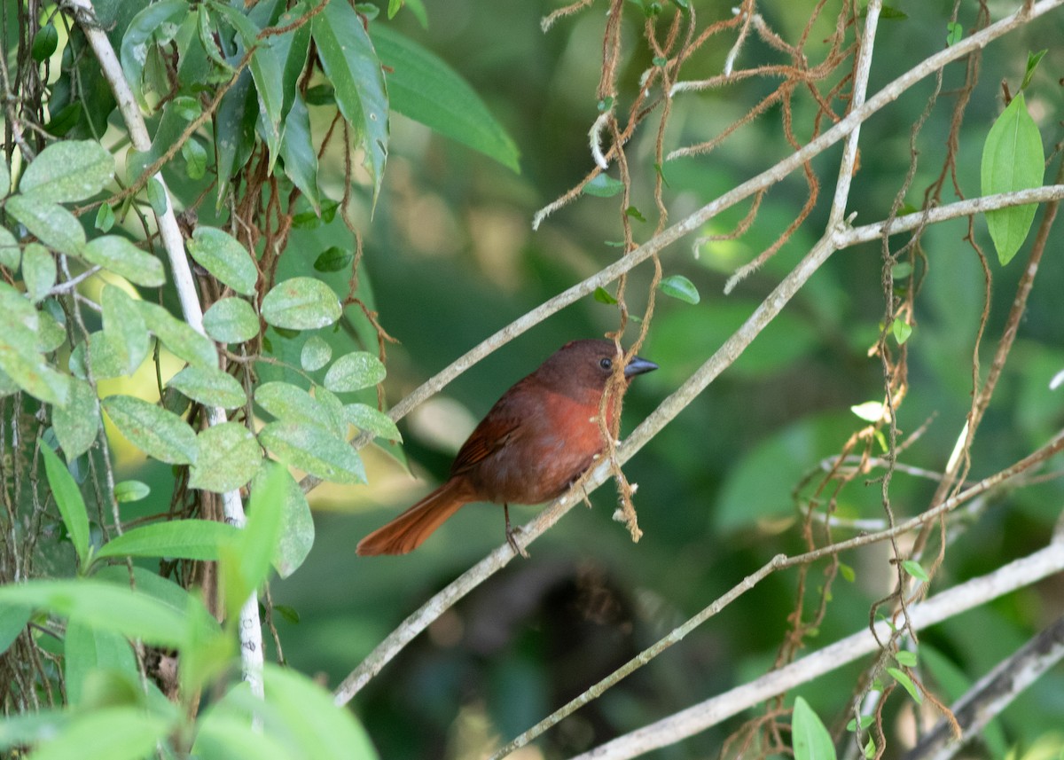 Red-crowned Ant-Tanager (Red) - ML620498200