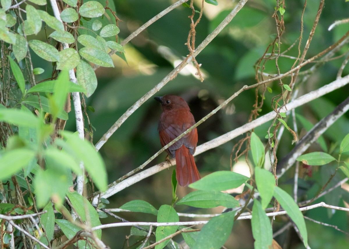 Red-crowned Ant-Tanager (Red) - ML620498201
