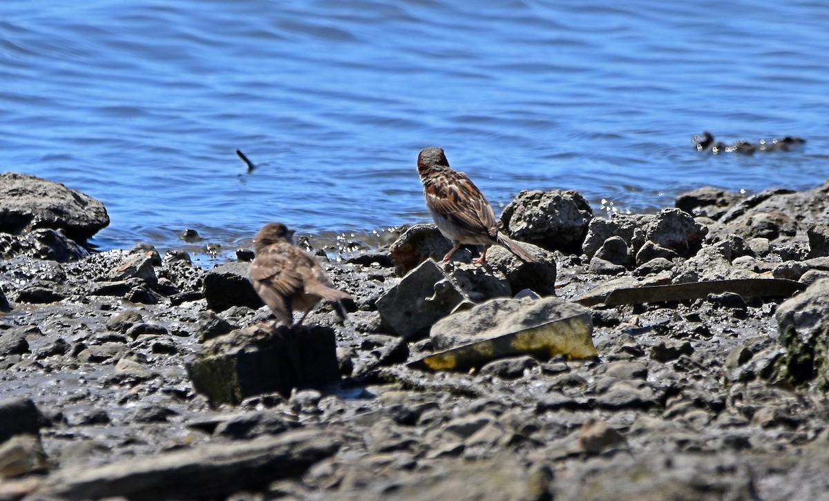 House Sparrow - ML620498203