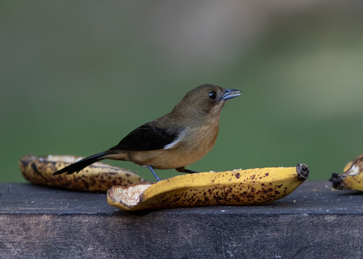 Black-goggled Tanager - ML620498204