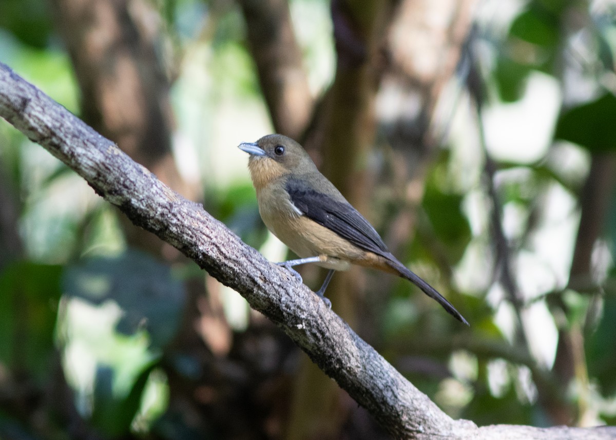 Black-goggled Tanager - ML620498205