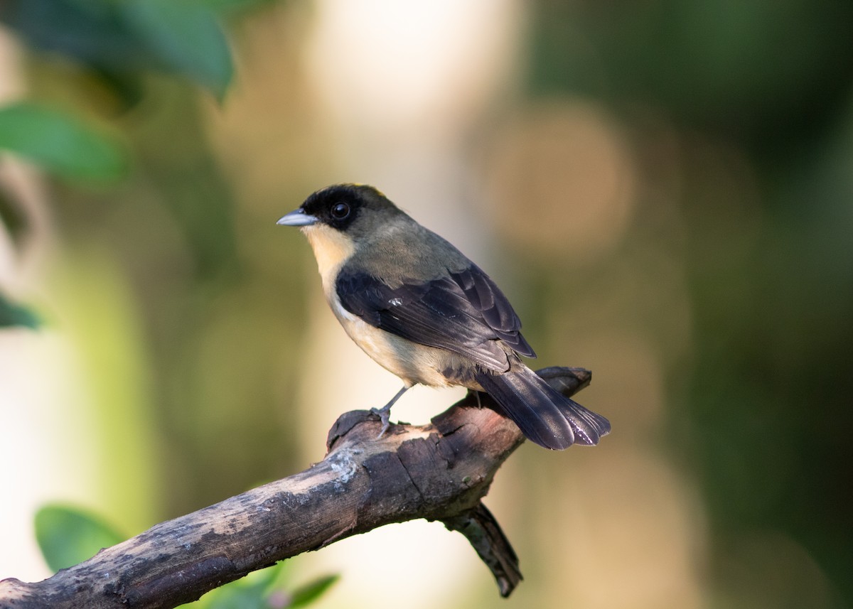 Black-goggled Tanager - ML620498207