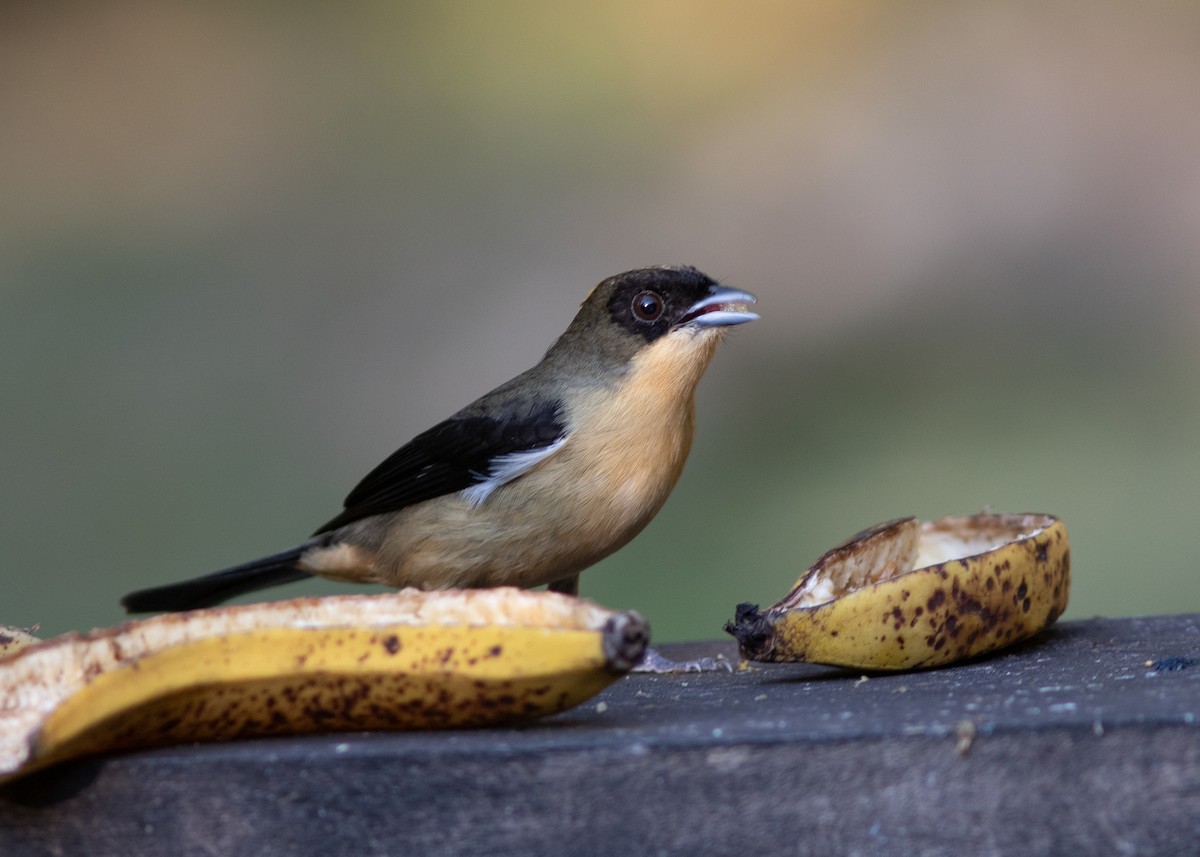 Black-goggled Tanager - ML620498208