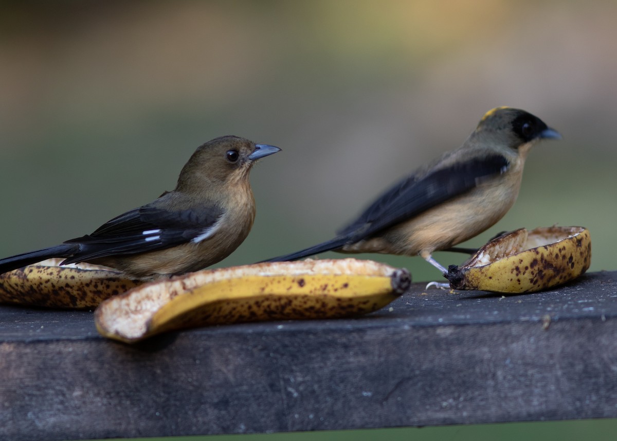 Black-goggled Tanager - ML620498209