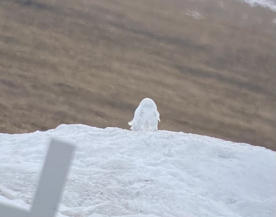 Snowy Owl - ML620498211