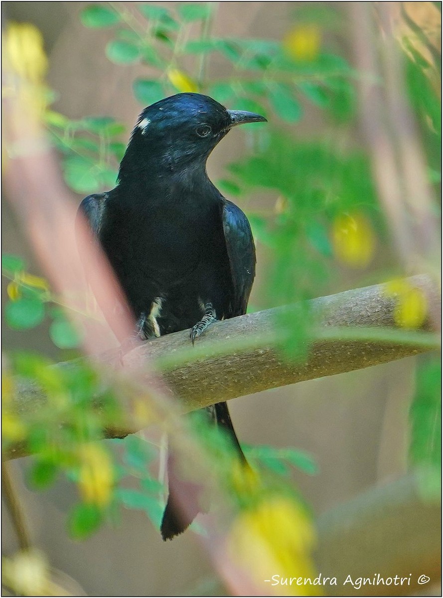 Çatal Kuyruklu Drongo Guguğu - ML620498213