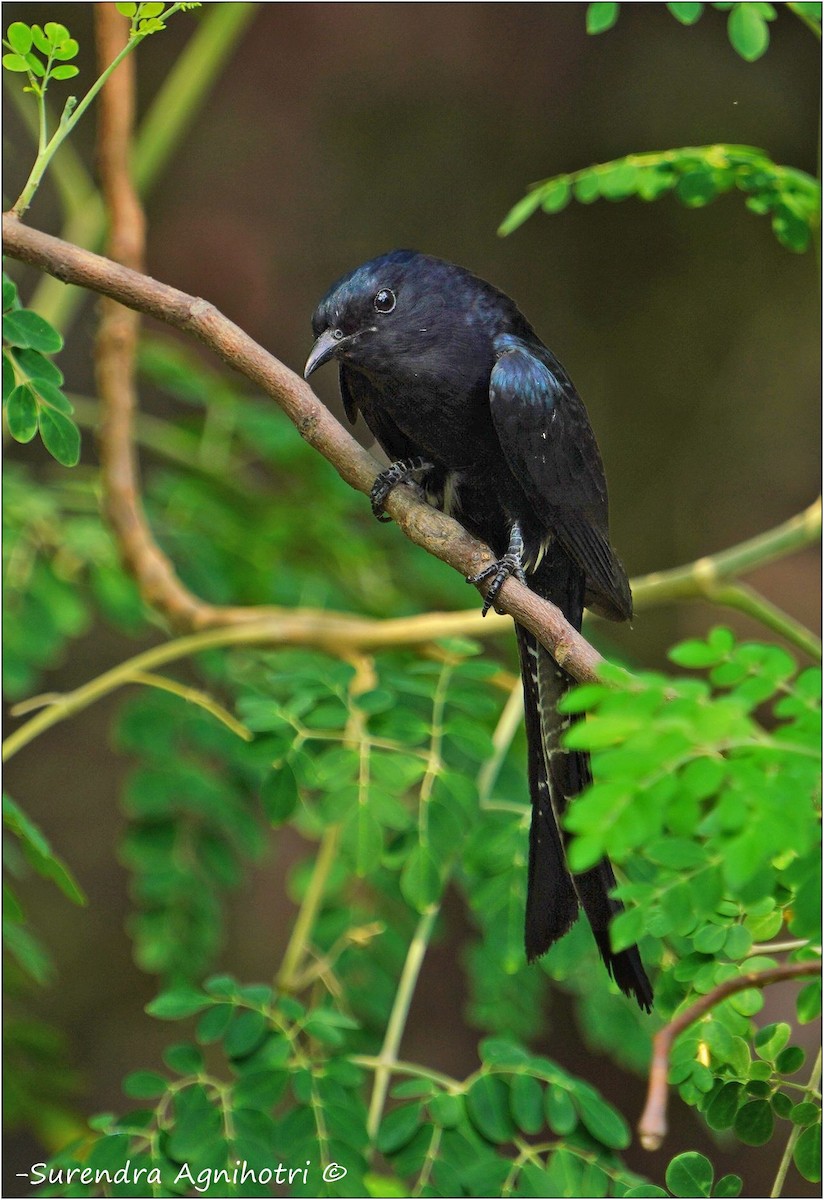 Çatal Kuyruklu Drongo Guguğu - ML620498214