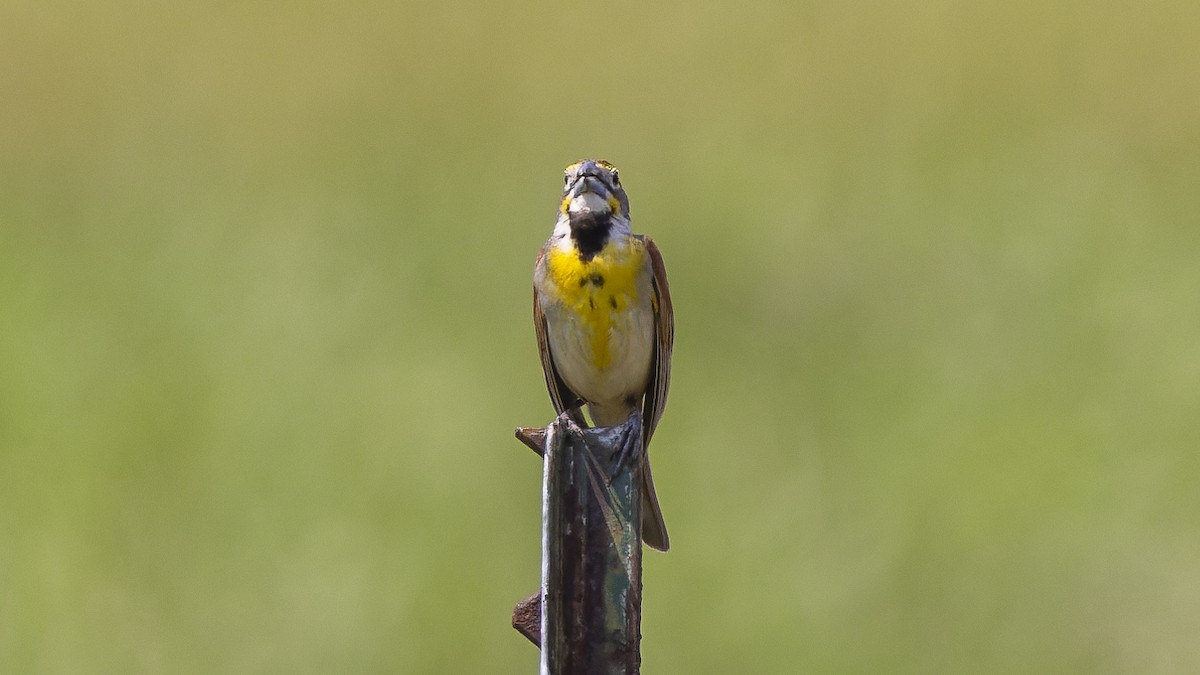 Dickcissel d'Amérique - ML620498215