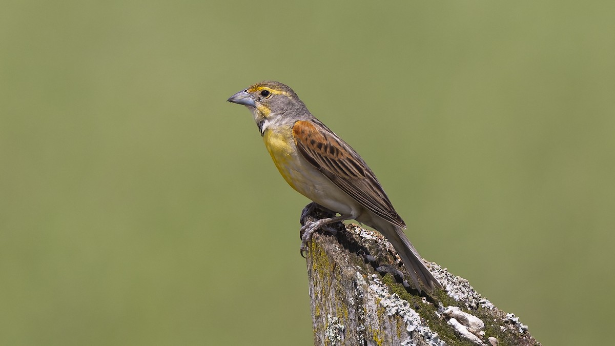 Dickcissel d'Amérique - ML620498216