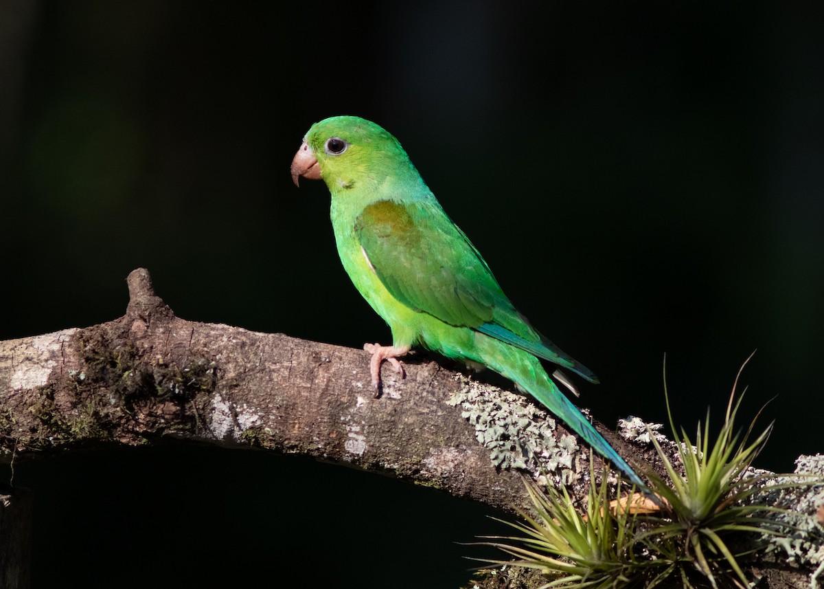 Plain Parakeet - ML620498227