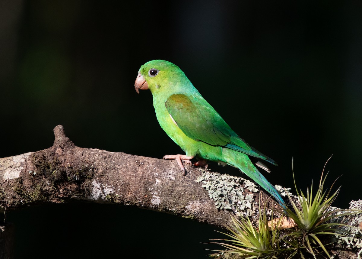 Plain Parakeet - ML620498229