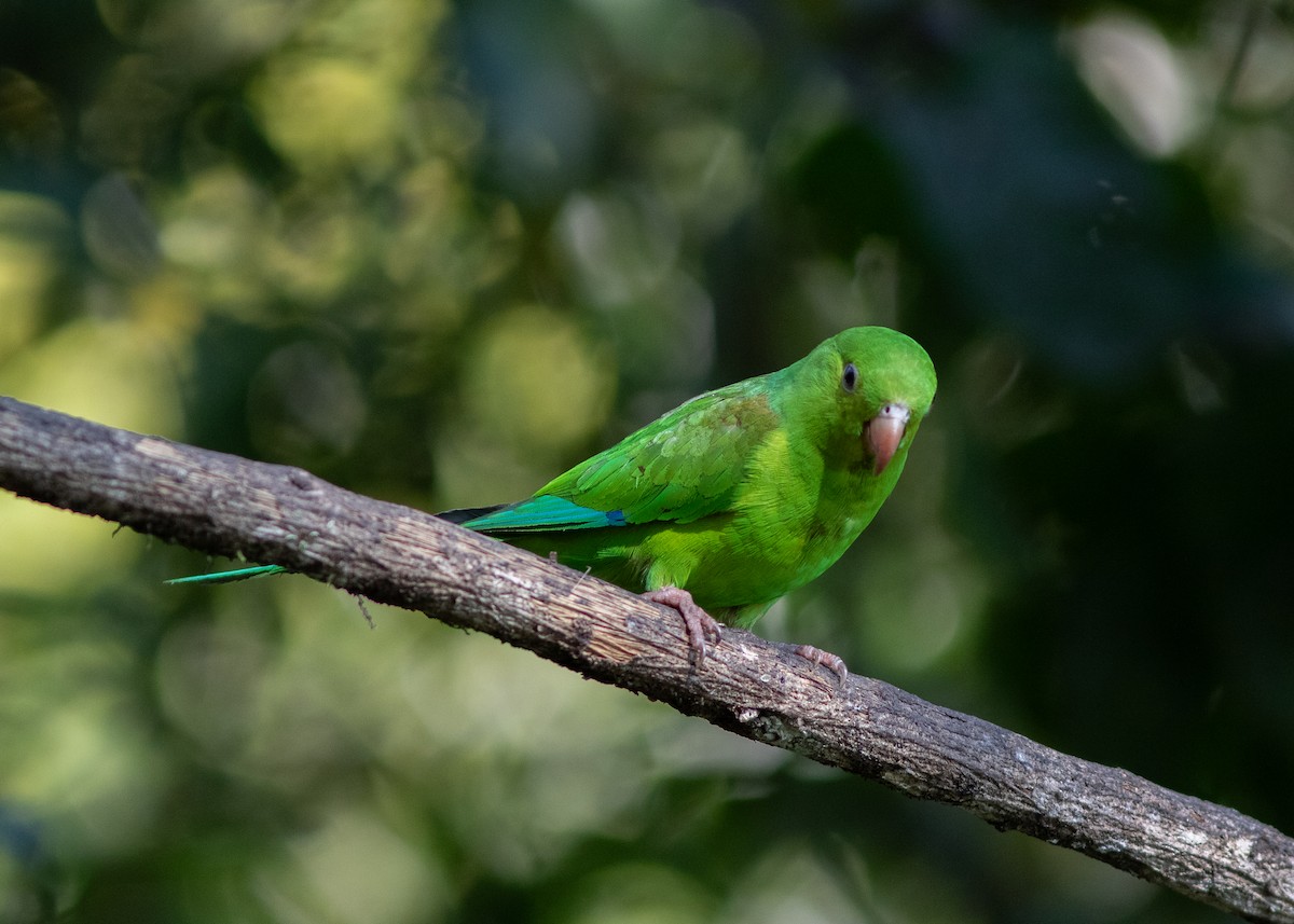 Plain Parakeet - ML620498230