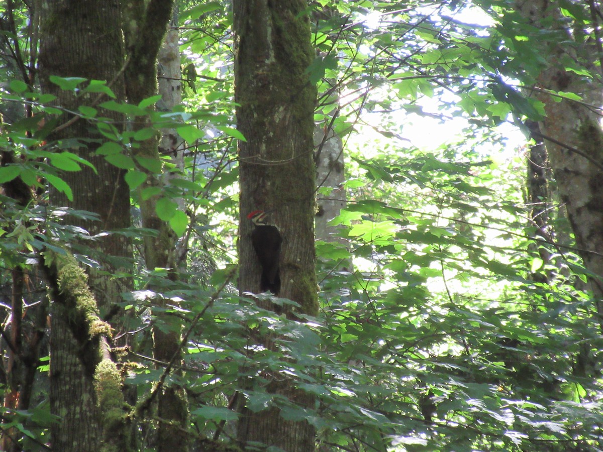 Pileated Woodpecker - ML620498234