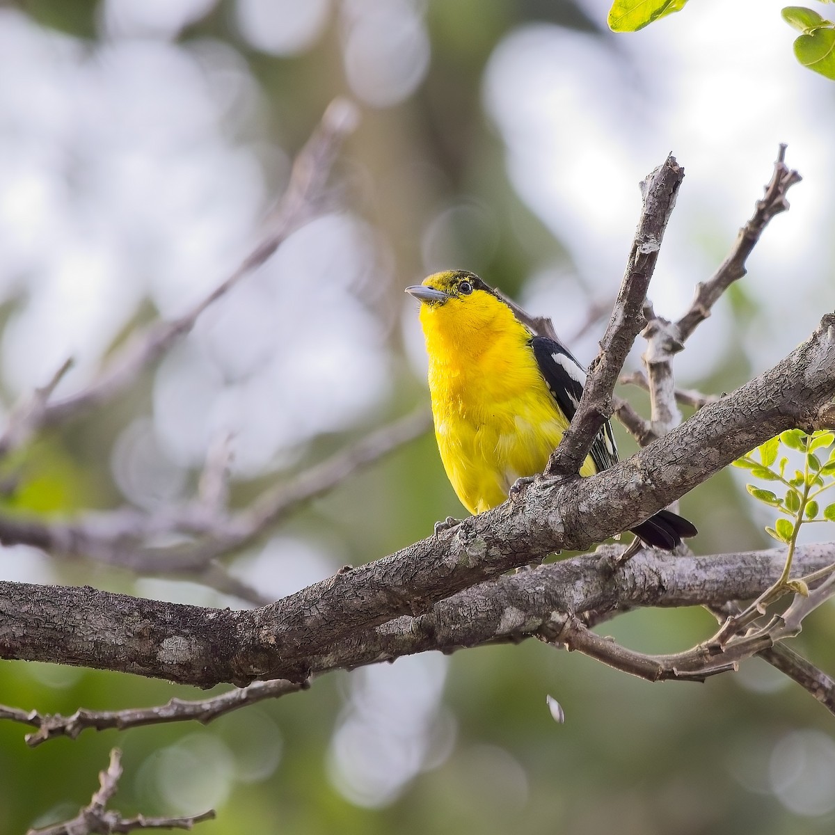 Common Iora - ML620498245