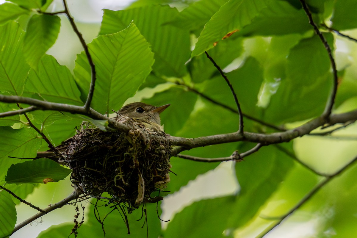 Acadian Flycatcher - ML620498248