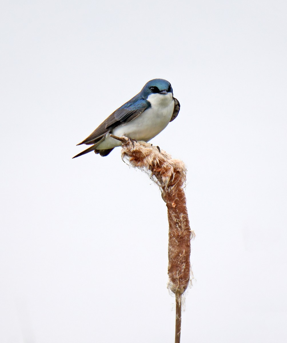 Tree Swallow - ML620498250