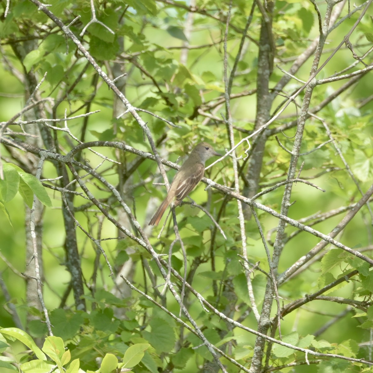 Great Crested Flycatcher - ML620498265