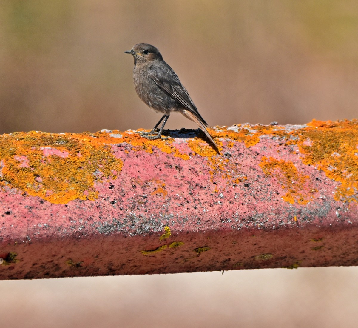 Black Redstart - ML620498268