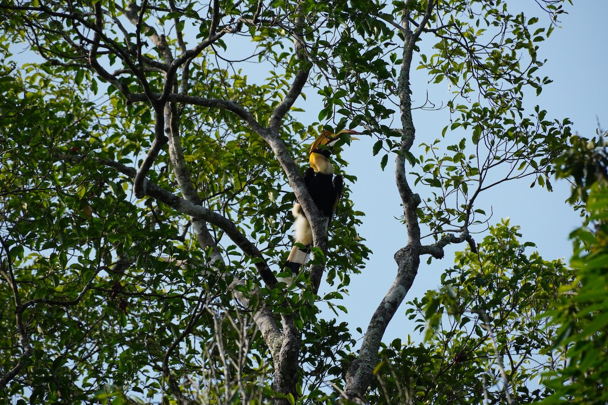 Great Hornbill - Selvaganesh K